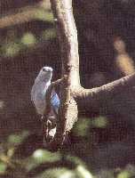 Den smukke Gråblå Tangare (Thraupis episcopus) er almindelig forekommende fugl på Tobago.