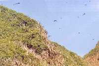 Øen St. Giles er for størstepartens vedkommende dækket af et iugennemtrængeligt kaktusktrat og som uden al tvivl er med til at holde uindbudte gæster borte. I luften ses nogle af de mange Fregatfugle (Fregata magnificiens) som holder til på øen.